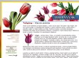 Nhled www strnek http://tulipany.sk
